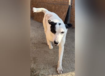 ⭐️GEORGIA⭐️, reizendes Hundemädchen, 2,5 Jahre, 52cm, Mischling, Tierschutz Rumänien