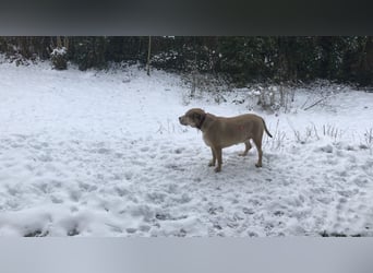 Anton - z.Zt.. in 52156 Monschau / Vermittlungshilfe