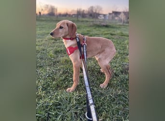 Charlotte sucht ein zu Hause