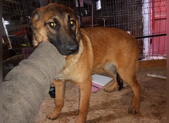 ⭐️TIRANA⭐️, Malinois-Mischling, Hündin, 8 Monate, 54 cm, Mischling, Tierschutz Rumänien