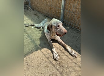 ⭐️Eliah⭐️, schaut das Video auf unserer HP! Rüde, 4 Jahre, 48 cm, Tierschutz, in Deutschland