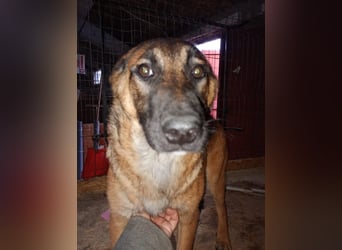 ⭐️TIRANA⭐️, Malinois-Mischling, Hündin, 8 Monate, 54 cm, Mischling, Tierschutz Rumänien