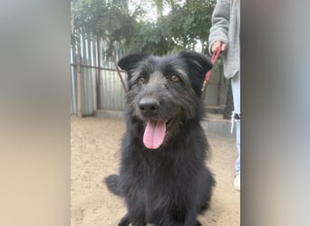 Hanife sucht sein Für-Immer-Zuhause