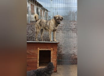 HELEN, schüchternes Notfell, 10 Monate, 53 cm, Herdenschutz-Mix, Tierschutz Rumänien