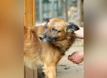 STEVE, charakterstarker Rüde, 9,5 Jahre, 53 cm, Mischling, Tierschutz Rumänien
