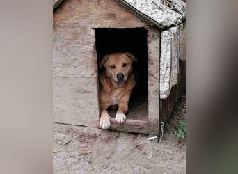 ⭐️HUNNY⭐️, Hündin, 7,5 Jahre, 53 cm, Mischling, Tierschutz