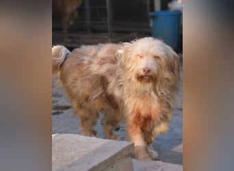 *Notfell* JESSICA, liebe Hunde-Oma, 12 Jahre, 53 cm, Mischling, Tierschutz Rumänien