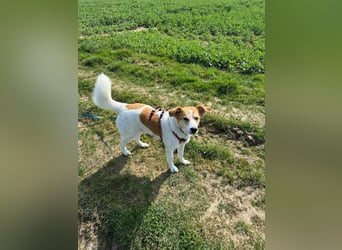 Mogli, der kleine Frechdachs