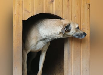 ⭐️KATHI⭐️, sportliche Hündin, 7,5 Jahre, 55 cm, Mischling, Tierschutz Rumänien