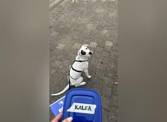 Kalea - Junghündin sucht Für-Immer-Zuhause