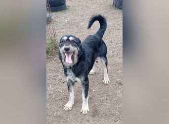 Hermiusz - möchte so gern sein Herz verschenken