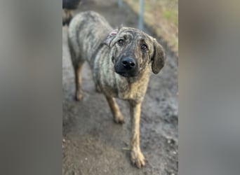 HELEN, schüchternes Notfell, 10 Monate, 53 cm, Herdenschutz-Mix, Tierschutz Rumänien