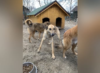 ⭐️KATHI⭐️, sportliche Hündin, 7,5 Jahre, 55 cm, Mischling, Tierschutz Rumänien