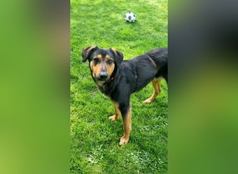 EDO, Küsschen-King, 1 Jahr, 57 cm, Mischling, Tierschutz Rumänien, Pflegestelle Hennef