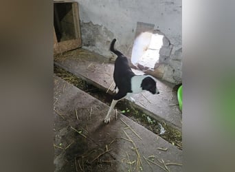 ⭐️YAFFA⭐️, verspielte Hündin, 2 Jahre, 50 cm, Mischling, Tierschutz