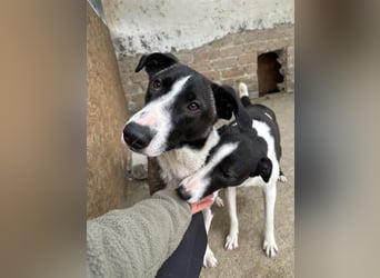 ⭐️YADE⭐️, Kuschelkönigin, 2,5 Jahre, 56 cm, Mischling, Tierschutz Rumänien