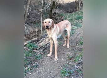 Charlotte sucht ein zu Hause