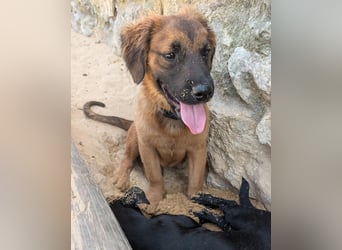 Zauberhafter Atos wartet auf unserem Tierschutzhof in Portugal!