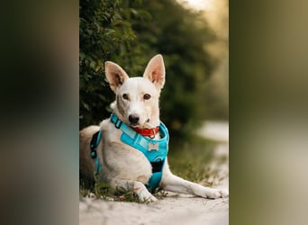Vorsichtiger Whitey sucht seine Menschen