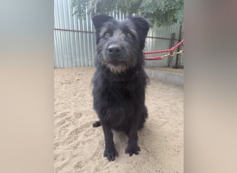 Hanife sucht sein Für-Immer-Zuhause