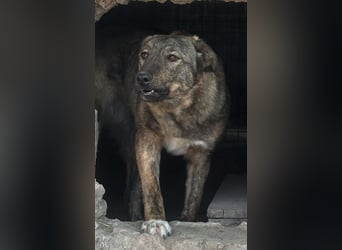 ⭐️AVA⭐️, toller Name, tolle Hündin, fast 2 Jahre, 52 cm, Mischling, Tierschutz