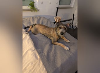 Scotty sucht ein neues Zuhause