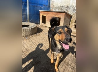 EDO, Küsschen-King, 1 Jahr, 57 cm, Mischling, Tierschutz Rumänien, Pflegestelle Hennef