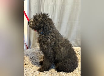 Cézi möchte so gerne dazugehören