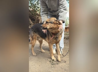 Berci - eine bezaubernder Rüde sucht sein Glück