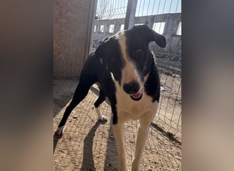 ⭐️YAFFA⭐️, verspielte Hündin, 2 Jahre, 50 cm, Mischling, Tierschutz