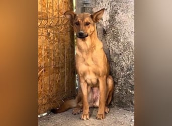 ⭐️BROWN BEAUTY⭐️, feinfühlige Hündin, 2 Jahre, 55 cm, Mischling, Tierschutz Rumänien