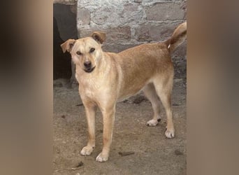 ⭐️HOPE⭐️, wurde Schlimmes angetan, Hündin, 3 Jahre, 55 cm, Mischling, Tierschutz Rumänien
