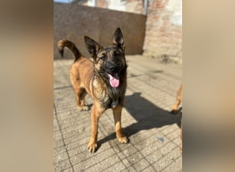 ⭐️TIRANA⭐️, Malinois-Mischling, Hündin, 8 Monate, 54 cm, Mischling, Tierschutz Rumänien