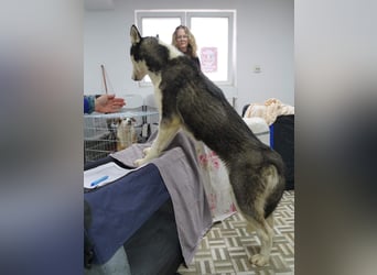 ⭐️DAENERYS⭐️, bezaubernde Huskyhündin, 1 Jahr, 54 cm, Tierschutz Rumänien
