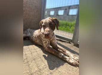 ⭐️Eliah⭐️, schaut das Video auf unserer HP! Rüde, 4 Jahre, 48 cm, Tierschutz, in Deutschland