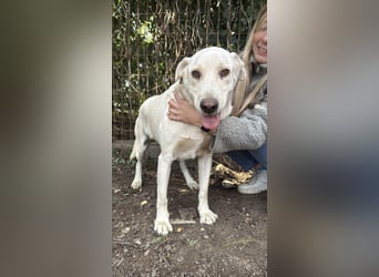 Szamóca sucht nach dir
