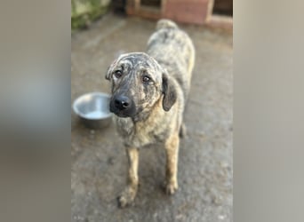 HELEN, schüchternes Notfell, 10 Monate, 53 cm, Herdenschutz-Mix, Tierschutz Rumänien