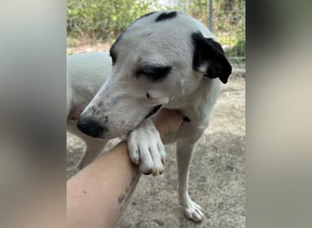 ⭐️GEORGIA⭐️, reizendes Hundemädchen, 2,5 Jahre, 52cm, Mischling, Tierschutz Rumänien