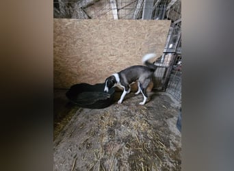 ⭐️YADE⭐️, Kuschelkönigin, 2,5 Jahre, 56 cm, Mischling, Tierschutz Rumänien