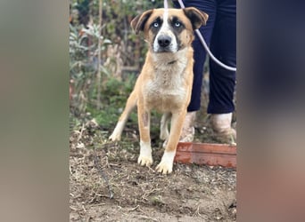 Shirley träumt von einem Zuhause