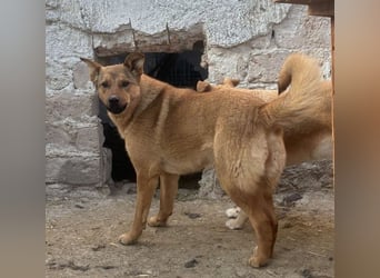 ⭐️BROWN BEAUTY⭐️, feinfühlige Hündin, 2 Jahre, 55 cm, Mischling, Tierschutz Rumänien