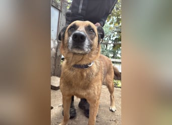 Amigó sucht einen Spielpartner