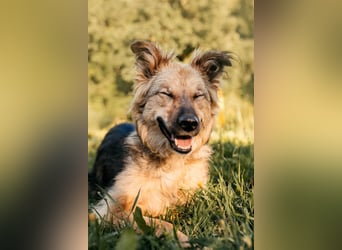 Tolle Larissa sucht liebevolles Zuhause