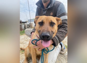 Eda sucht Abenteuer-Buddy