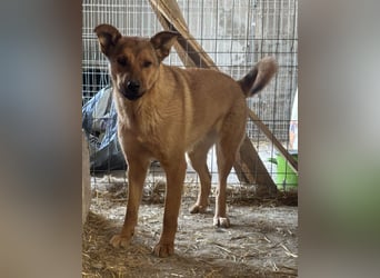 ⭐️BROWN BEAUTY⭐️, feinfühlige Hündin, 2 Jahre, 55 cm, Mischling, Tierschutz Rumänien