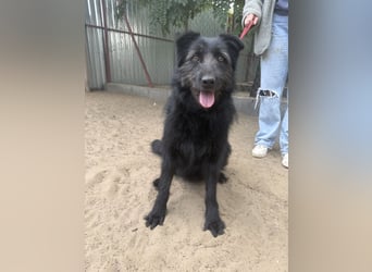 Hanife sucht sein Für-Immer-Zuhause