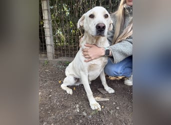 Szamóca sucht nach dir