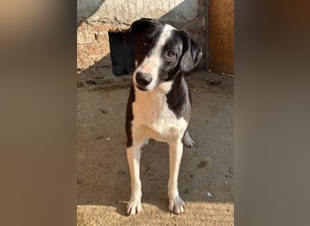 ⭐️YAFFA⭐️, verspielte Hündin, 2 Jahre, 50 cm, Mischling, Tierschutz