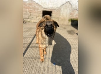 TET, aktiver Jungspund, 8 Monate, 56 cm, Mischling, Tierschutz Rumänien