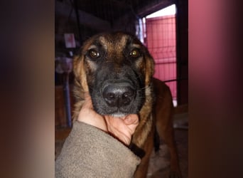 ⭐️TIRANA⭐️, Malinois-Mischling, Hündin, 8 Monate, 54 cm, Mischling, Tierschutz Rumänien